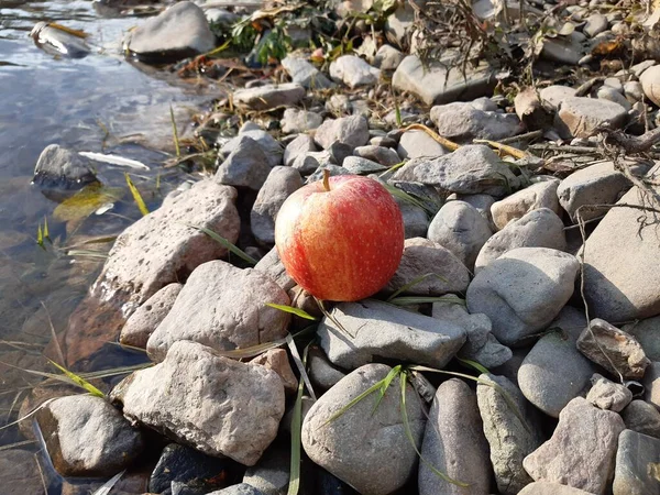 Sonbaharda nehir kıyısında gri taşların üzerinde kırmızı elma