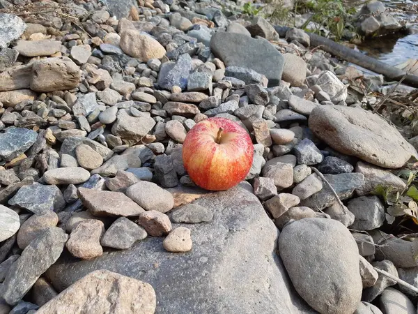 Sonbaharda gri nehir taşları üzerinde kırmızı elma