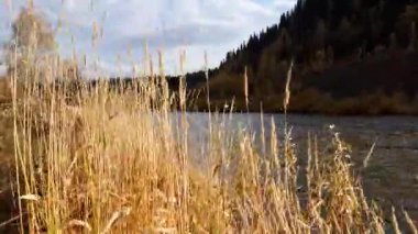Kuru sarı uzun otlar Sonbaharda nehrin yanında rüzgarda sallanıyor