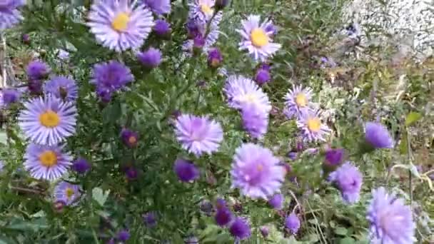 Λιλά Φθινοπωρινά Λουλούδια Λικνίζονται Στον Άνεμο Φθινόπωρο Πολυετείς Αστέρες — Αρχείο Βίντεο