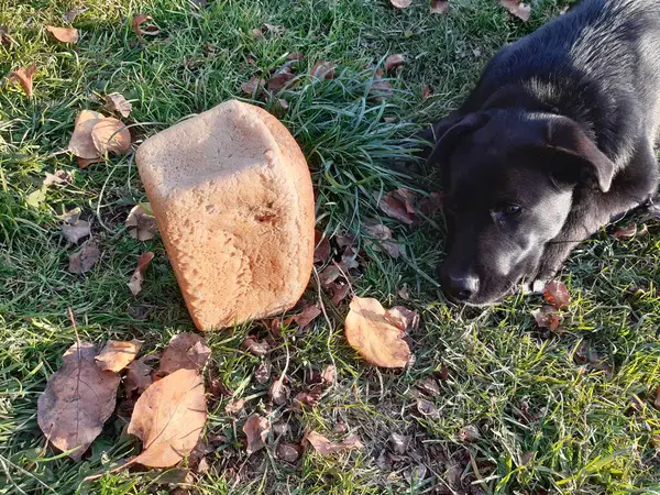 Siyah labrador köpeği kafasını ön pençelerine koydu. Sonbaharda bir somun ekmeğin yanında köpek.