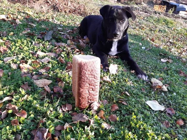 Siyah labrador köpeği sonbaharda bir somun ekmeğin yanında başı yukarıda yatıyor..