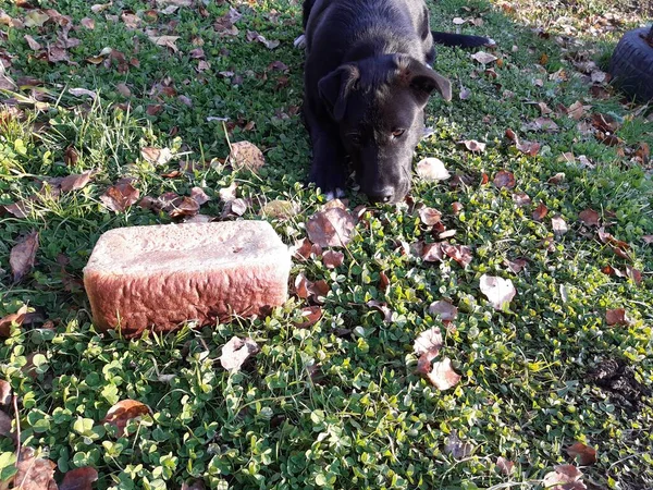 Siyah labrador köpeği başını ön pençelerine koydu ve sonbaharda bir somun ekmeğe bakıyor..