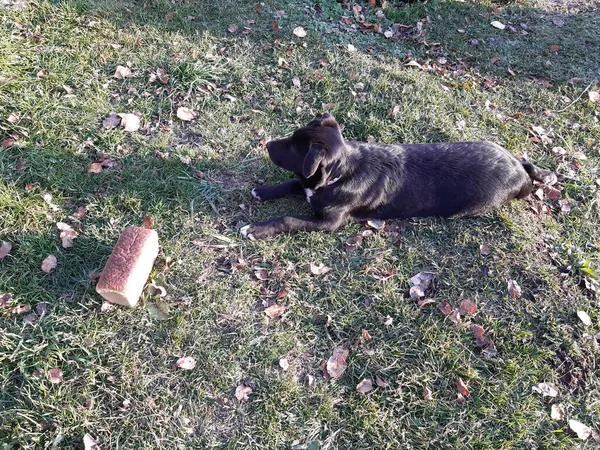 Siyah labrador köpeği sonbahar çimlerinde bir somun ekmeğin yanında yatıyor ve ona bakmıyor..