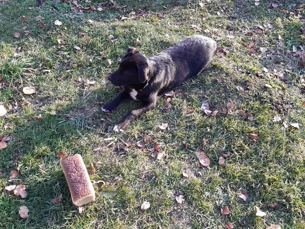 一只黑色的拉布拉多犬躺在草地上 旁边是一条白面包 — 图库照片