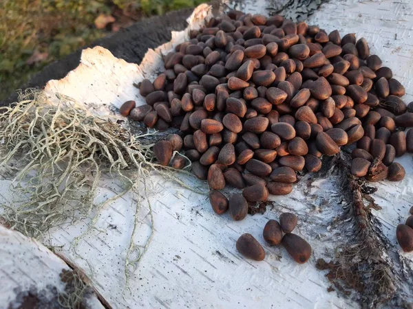 Beyaz huş ağacında çam fıstığı kayması Sonbaharda tahta bir kütükte kabuk