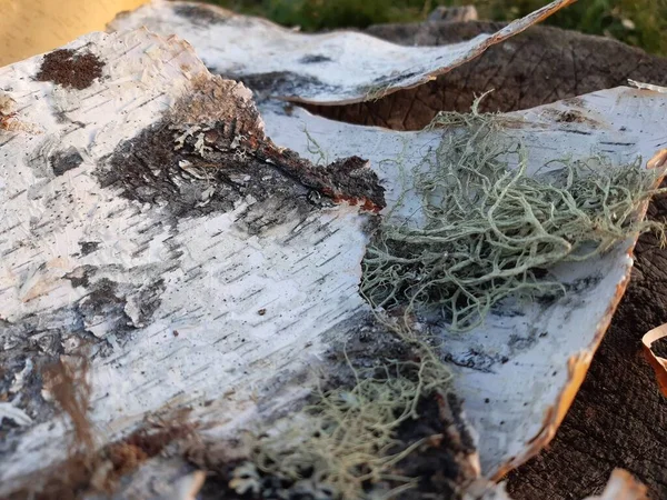 Sonbaharda tahta bir kütükte gri yosun ile siyah beyaz huş ağacı kabuğu parçaları.