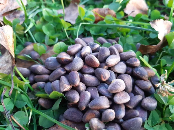 Sonbaharda sarı yapraklı yonca yeşil çimlerinin üzerinde bir avuç dolusu çam fıstığı.