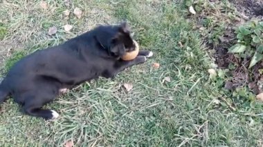 Siyah köpek labrador köpek yavrusu lastik bir topu kemiriyor sıçrıyor ve kaçıyor.