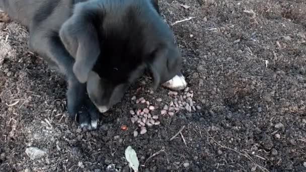 Cachorro Labrador Cão Preto Come Pinhões Chão — Vídeo de Stock