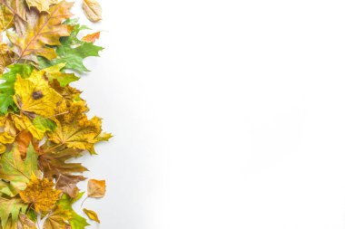 Basit sonbahar yaprakları, renkli yapraklar, beyaz arka planda kuru yapraklar ve balkabakları, üst görünüm çerçeve kenarı. Sonbahar yaratıcı kompozisyonu.