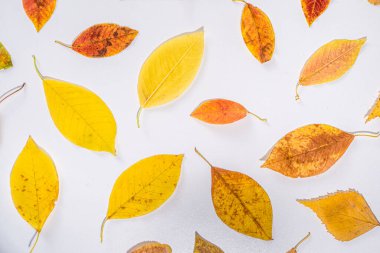  Sonbahar çerçeve kompozisyonu, beyaz arkaplanda kırmızı yapraklar var. Şükran Günü tebrik kartı konsepti. Düz görünüm, üst görünüm, boşluk kopyala 