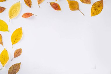  Sonbahar çerçeve kompozisyonu, beyaz arkaplanda kırmızı yapraklar var. Şükran Günü tebrik kartı konsepti. Düz görünüm, üst görünüm, boşluk kopyala 