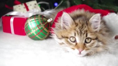 Noel ağacının yanında küçük sevimli kedicikler. Çizgili tüylü kediler Noel ağacı süslemeleri, yeni yıl hediyeleri, Noel Baba şapkaları, esneme hareketleri.