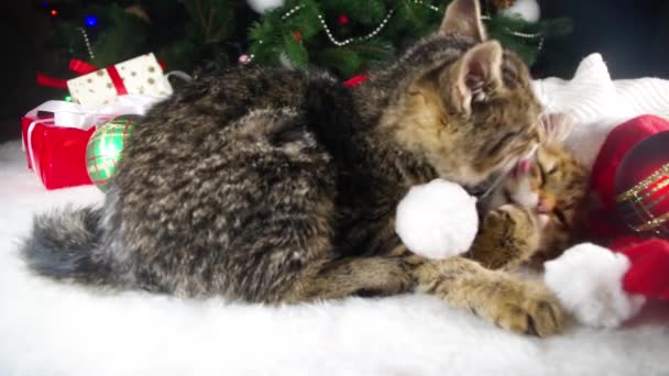 크리스마스 귀여운 고양이들 크리스마스 장식에서 늘어진 고양이 스트레칭 하품을 — 비디오