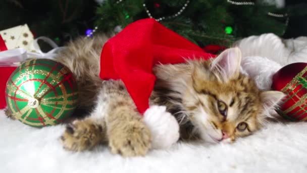 Édes kiscicák a karácsonyfánál. Csíkos bolyhos macskák csecsemők karácsonyfa dekoráció, újévi ajándékok, Mikulás kalapok, játék nyújtás ásítás