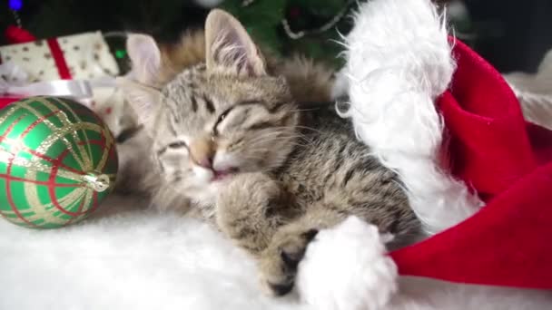 Little Cute Kittens Christmas Tree Striped Fluffy Cats Babies Christmas — Stockvideo