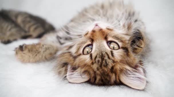 Małe Słodkie Kociaki Przy Choince Striped Puszyste Koty Dzieci Ozdoby — Wideo stockowe