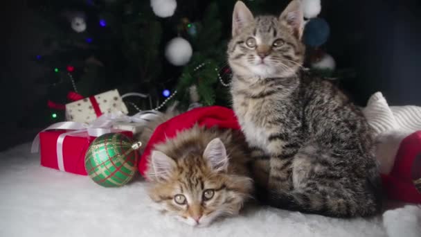 Kleine Schattige Kittens Bij Kerstboom Gestreepte Pluizige Katten Baby Kerstboom — Stockvideo