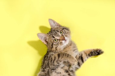 Küçük sevimli tüylü kedi yavrusu yün yumaklar ve parlak bir arka planda düğmelerle oynuyor. Tebrik kartı, bulmaca, takvim arkaplanı