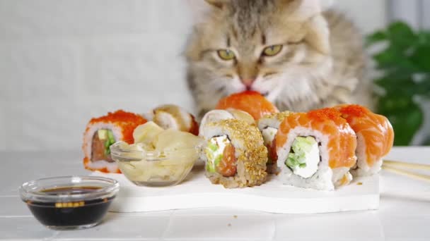 寿司配達 レストランメニューのコンセプト おいしいと抵抗することは不可能 近くのビデオでは 子猫はビデオに実行され 寿司ロールの一部を食べ 新鮮な魚を取ります — ストック動画