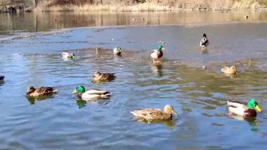 Doğa manzarası, parkta dinlenme. Göl, bir sürü ördeğin yüzdüğü göl, suya dalış. Sakinleştirici doğa videosu 