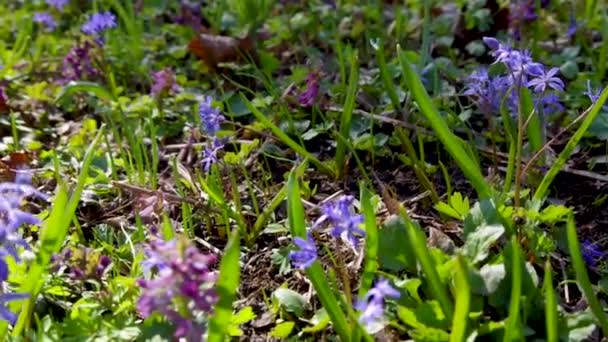 Przyroda Relaksujący Film Kwiaty Kołyszące Się Wietrze Latającymi Pszczołami Owadami — Wideo stockowe