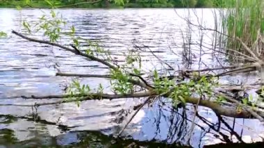 Doğanın rahatlatıcı videosu. Nehrin yavaşça akan suları, gün ışığından yansıyan parlaklıkla, nehre doğru sarkan bir ağaç dalı