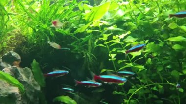 Aquarium exotic colorful fishes swim among the algae in the water. Underwater or through transparent glass fishes relaxing meditative video wallpaper