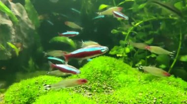 Aquarium exotic colorful fishes swim among the algae in the water. Underwater or through transparent glass fishes relaxing meditative video wallpaper