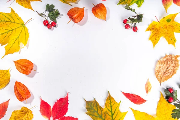 秋の構図 秋色の赤 黄色の葉 白の背景に果実 感謝祭の日グリーティングカードフラットレイ トップビュー コピースペース — ストック写真