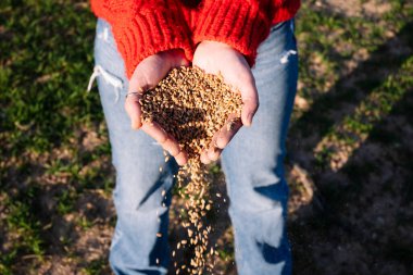 Buğdayı düşüren kadının elleri.