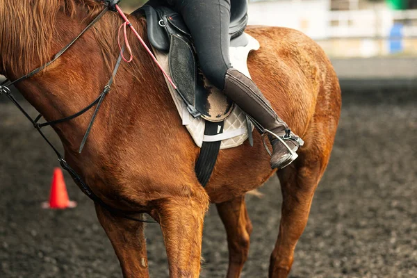 Jong Meisje Helm Speciale Kleding Paardrijden Zandgrond Van Paddock — Stockfoto