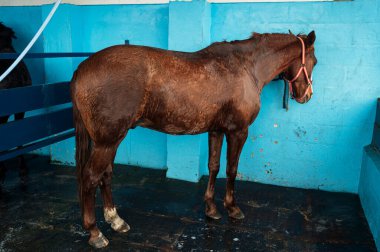 Sadece ata bindikten sonra..