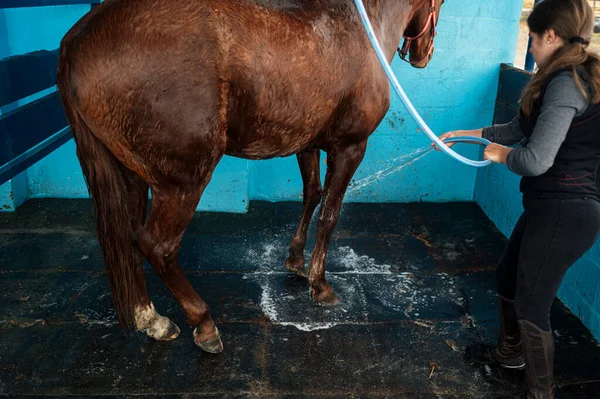 Flicka Med Speciella Kläder Och Tvätta Sin Häst Efter Ridning — Stockfoto