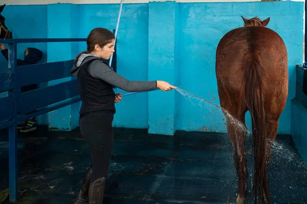 Flicka Med Speciella Kläder Och Tvätta Sin Häst Efter Ridning — Stockfoto