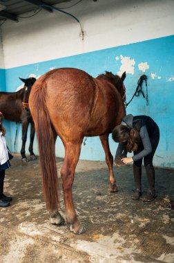 On yaşında atlarla ilgilenen ve toynaklarını özel bir fırçayla temizleyen bir kız..