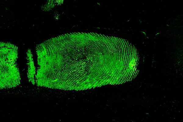 Fingerprint Examined Forensic Light Treated Chemical Reagent — Stock Photo, Image