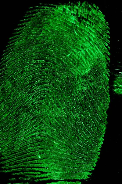 Huella Dactilar Examinada Con Luz Forense Tratada Con Reactivo Químico — Foto de Stock