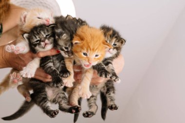 Bir kadının elleri rengarenk, yeni doğmuş kedi yavrularını tutuyor.