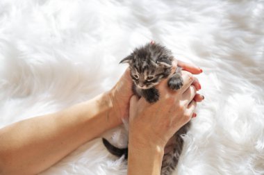 Bir kaç gün önce doğan bir kedi yavrusunu okşayan bir kadının eli.