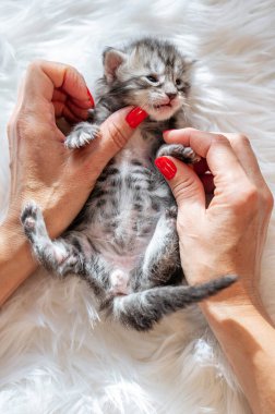 Bir kaç gün önce doğan bir kedi yavrusunu okşayan bir kadının eli.