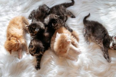 Renkli yeni doğmuş kedi yavruları birkaç günlük