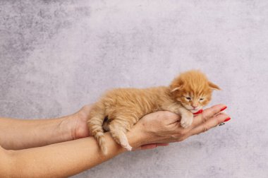 Bir kaç gün önce doğan yavru kedilerin elini tutan bir kadın.