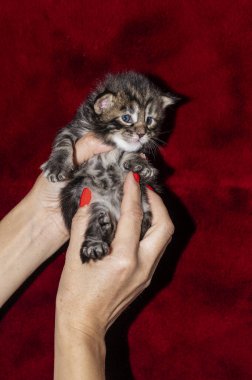 Bir kaç gün önce doğan yavru kedilerin elini tutan bir kadın.