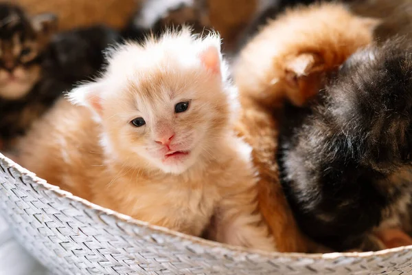 Fargerike Nyfødte Kattunger Som Flere Dager Gamle – stockfoto