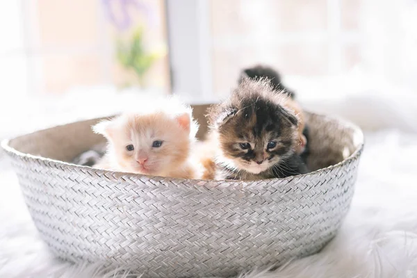 Kleurrijke Pasgeboren Kittens Enkele Dagen Oud — Stockfoto