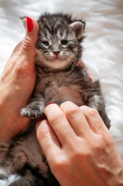 Woman\'s hand caressing a several day old newborn kitten