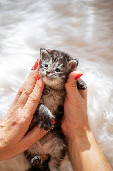 Woman\'s hand caressing a several day old newborn kitten