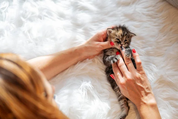 Vrouwenhand Strelen Een Aantal Dagen Oud Pasgeboren Kitten — Stockfoto